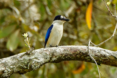 Todiramphus macleayii