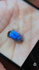 Hoplia coerulea