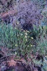 Osteospermum scariosum