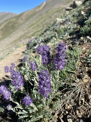 Phacelia sericea