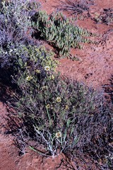 Osteospermum scariosum