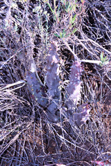Quaqua mammillaris