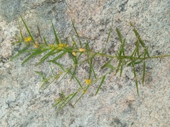 Chamaecrista mimosoides