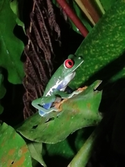 Agalychnis callidryas