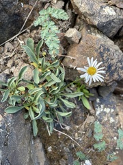 Erigeron flettii