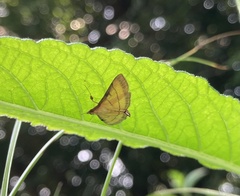 Cnaphalocrocis medinalis