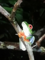 Agalychnis callidryas