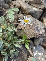 Erigeron flettii