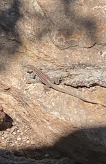 Aspidoscelis exsanguis