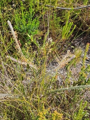 Struthiola tomentosa