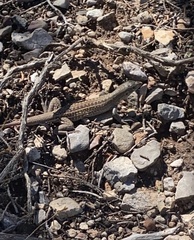 Aspidoscelis exsanguis