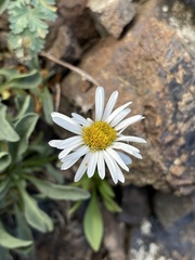 Erigeron flettii