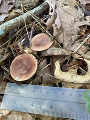 Russula vinacea