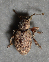 Otiorhynchus singularis