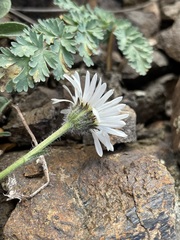 Erigeron flettii