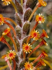 Struthiola tomentosa