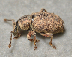 Otiorhynchus singularis