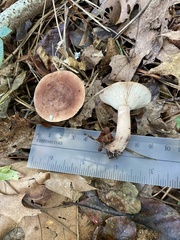 Russula vinacea