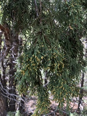Juniperus scopulorum