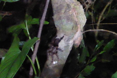 Avicularia avicularia