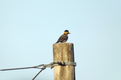 Colaptes campestris campestris