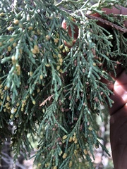 Juniperus scopulorum
