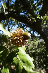 Quercus ithaburensis