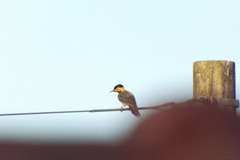 Colaptes campestris campestris