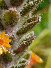 Struthiola tomentosa