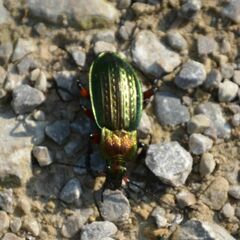 Carabus cancellatus