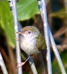 Orthotomus atrogularis