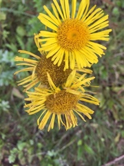 Pentanema britannica