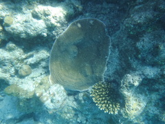 Podabacia sinai