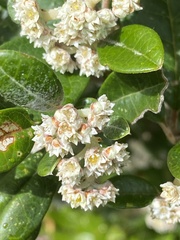 Spyridium globulosum