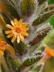Struthiola tomentosa