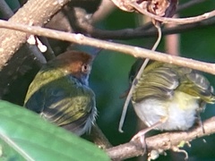 Orthotomus atrogularis