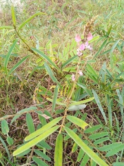 Tephrosia purpurea