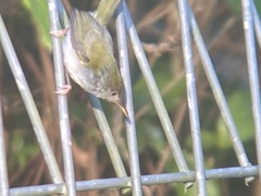 Orthotomus atrogularis