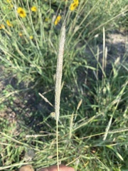 Bothriochloa laguroides