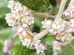 Spyridium globulosum