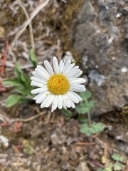 Erigeron flettii