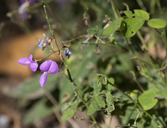 Desmodium psilophyllum