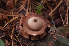 Geastrum triplex
