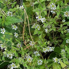 Stellaria aquatica