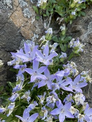 Campanula piperi