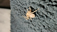 Olios argelasius