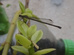 Coenagrionidae