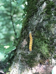 Saturnia pyri
