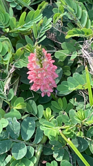 Indigofera spicata