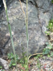 Trisetum spicatum